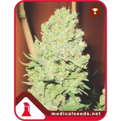Channel + 3 Semillas Medical Seeds