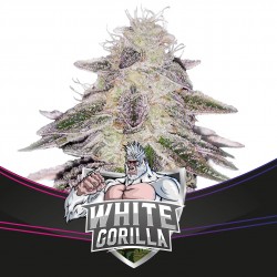 White Gorilla 4 Semillas Bsf Seeds
