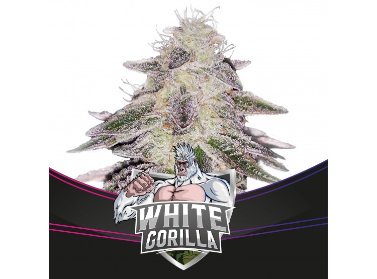White Gorilla 4 Semillas Bsf Seeds - BSF Seeds