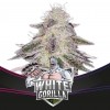 White Gorilla 4 Semillas Bsf Seeds - BSF Seeds