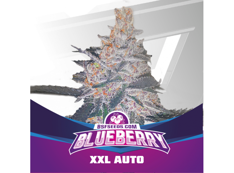 Blueberry XXL Auto 2 Semillas Bsf Seeds - BSF Seeds