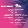 Blueberry XXL Auto 4 Semillas Bsf Seeds - BSF Seeds