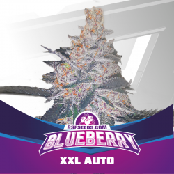 Blueberry XXL Auto 4 Semillas Bsf Seeds