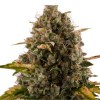 Royal Moby 1 Semillas RQS - Royal Queen Seeds