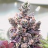 Red Critical Auto 4 Semillas Bsf Seeds - BSF Seeds