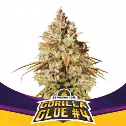 Gorilla Glue N4 4 Semillas Bsf Seeds