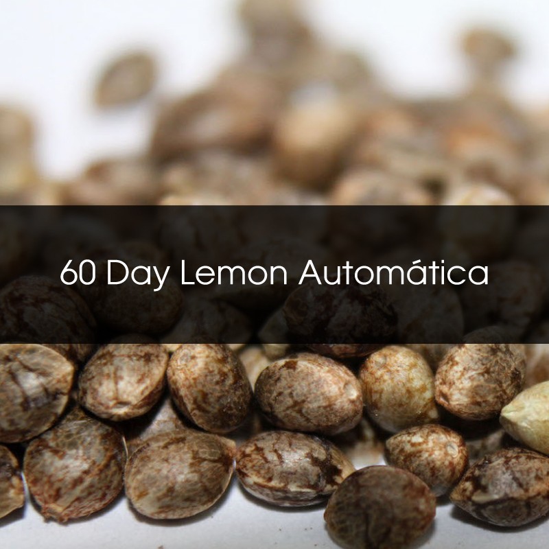 60 Day Lemon Automatica A Granel - Semillas a Granel Chile