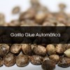 Gorilla Glue Auto a Granel - Semillas a Granel Chile