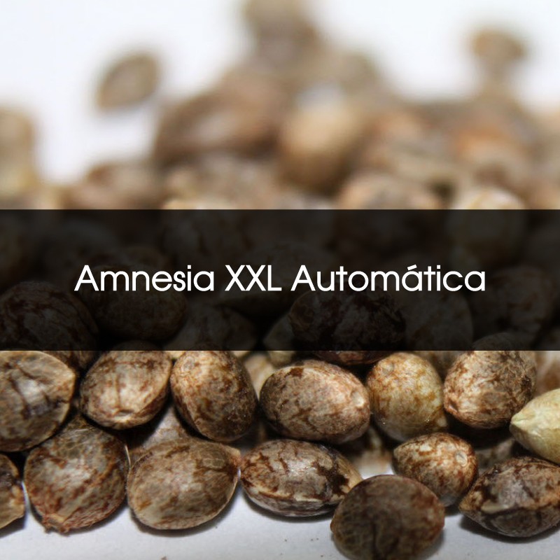 Amnesia Xxl Automatica A Granel - Semillas a Granel Chile