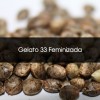 Gelato 33 Feminizada a Granel - Semillas a Granel Chile
