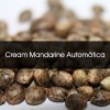 Pack 100 Cream Mandarine Automática A Granel - Semillas a Granel Chile