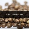 Pack 100 Critical Feminizada A Granel - Semillas a Granel Chile