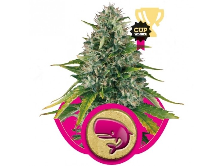 Royal Moby 3 Semillas RQS - Royal Queen Seeds