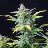 Quick One Automatic 3 Semilla RQS - Royal Queen Seeds