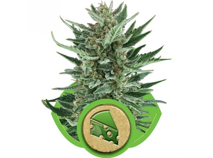 Royal Cheese Automatic 1 Semilla RQS - Royal Queen Seeds